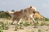 CHIEN FINNOIS DE LAPONIE 366